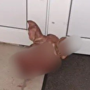France: une tête de cochon découverte devant la mosquée de Saint-Omer