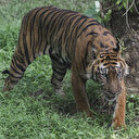 Indonésie: Chasse aux tigres sur l'île de Sumatra