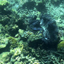 Ecologie marine: Une lueur d'espoir pour les coraux en péril