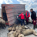 Balıkesir'de korkunç kaza: TIR kamyona arkadan çarptı; 1 kişi hayatını kaybetti, 2 kişi yaralandı, 52 koyun da telef oldu