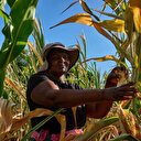 Au Zimbabwe, El Nino fait ressurgir le spectre de la faim