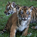 Indonésie: À la recherche du tigre de Java dans la nature