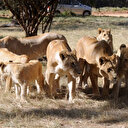 Ouganda: la population de lions a chuté de 45% en près de 20 ans