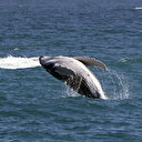 Nouvelle-Zélande: Le roi des Maoris défend les droits légaux des baleines
