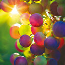 Beklenen gül açılacak seherde