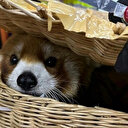 Thaïlande: six Indiens arrêtés pour trafic d'animaux, un panda roux saisi