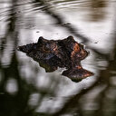 En Australie, du risque d'extinction au paradis des crocodiles