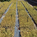 Afrique du Sud: Le spekboom, plante qui piège le carbone