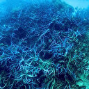 Australie: la Grande Barrière de corail subit un blanchissement massif