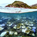 Australie: La Grande Barrière de Corail plus menacée que jamais
