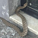 Isırığı bir insanı öldürmeye yetiyor: Tunceli'de görüntülendi