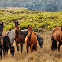 Enquête en Australie après la découverte des restes de 500 chevaux
