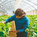 Kimyevi gübrenin alternatifi kömür