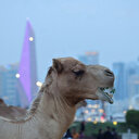 France: un défilé de chameaux autour de la tour Eiffel fait polémique