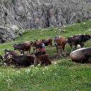 40 bin TL maaşla çoban bulamadılar: Köylüler 200 inek için çözümü nöbetleşmekte buldular