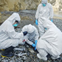 H5N1: Inquiétude de l'OMS quant à la transmission de la grippe aviaire à l'homme