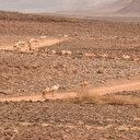 Afrique australe: la sécheresse liée à El Niño plus qu'au changement climatique