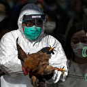 Yeni salgın alarmı! DSÖ 'H5N1 virüsü dünyaya hızla yayılıyor' diyerek uyardı