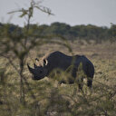 Namibie: 28 rhinocéros braconnés depuis janvier, chiffre alarmant