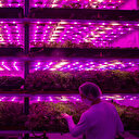 Agriculture: quand l'IA aide à récolter des données en Amérique latine