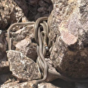 Her taşın altından sürüyle çıkıyor: O ilde dehşete düşüren görüntü! Kimse oraya gitmeye cesaret edemiyor