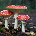 Australie: la femme accusée d'avoir servi des champignons mortels comparaîtra en mai