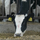 USA: Concentration élevée du virus H5N1 dans le lait de vache