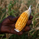 Sécheresse: l'Afrique australe menacée par une pénurie de céréales