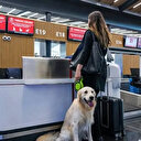 THY İstanbul Havalimanı'nda "Pet Lounge" kuracak