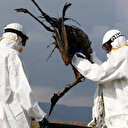 DSÖ: Kuş gribi riski düşük