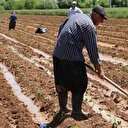 Mevsimlik tarım işçileri için beş önemli adım: Çalışma koşulları iyileştirilecek