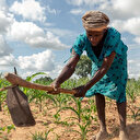 El Niño/sécheresse: le Zimbabwe déclare l'état de catastrophe