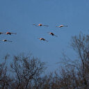 Réchauffement climatiques, activités humaines... les oiseaux migrateurs désertent le ciel albanais