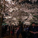 A Tokyo, les foules se pâment sous les cerisiers en fleurs