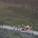 Bursa'da başıboş köpek dehşeti: Oğlu için kendini feda etti ölümden döndü