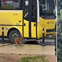 İstanbul'un göbeğinde şaşkına çeviren olay: Firari maymun kayıplara karıştı