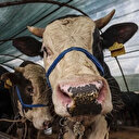 2024 Kurban Bayramı ne zaman bayram hangi güne denk geliyor?