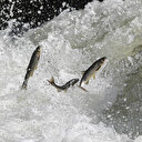 İnci kefallerinin Van Gölü'nden tatlı sulara göçü sürüyor