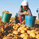 Patates ve soğan ekiminde yüzde 30 artış