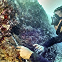 Thaïlande: Le monde de la plongée très inquiet par le blanchissement des coraux