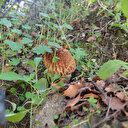 Doğada nadir bulunuyor: Zorlu şartlar altında toplanıyor! Avrupa'nın dört bir yanından talep yağdı