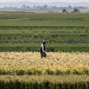 Maroc: L'essor des semences céréalières résilientes à la sécheresse