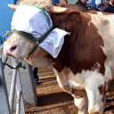 Kurban kesilirken kişi kendi kurbanının başında beklemesi gerekir mi?