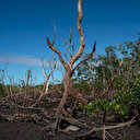 Risque imminent d'effondrement des écosystèmes de mangrove