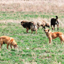 Başıboş köpeklerle ilgili yasal düzenleme Meclis’e geliyor: Son seçenek uyutma