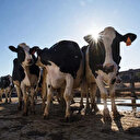 ABD'de kuş gribi ikinci kez inekten insana sıçradı