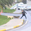 Türkiye'nin en önemli sorunlarından biri: 'Sokak Köpekleri Toplatılsın' sosyal medyada gündem oldu