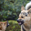 Sokak köpekleri araştırmasına katılanların yüzde 80,4'ü: Köpekler barınaklara yerleştirilmeli, sahiplenilmeyen ve hasta olanlar uyutulmalı