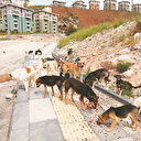 Köpek dışkısı da hasta ediyor: Hastalık yayıyorlar