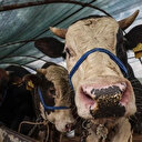 Bir kurban hissesine birden fazla kişi ortak olabilir mi?